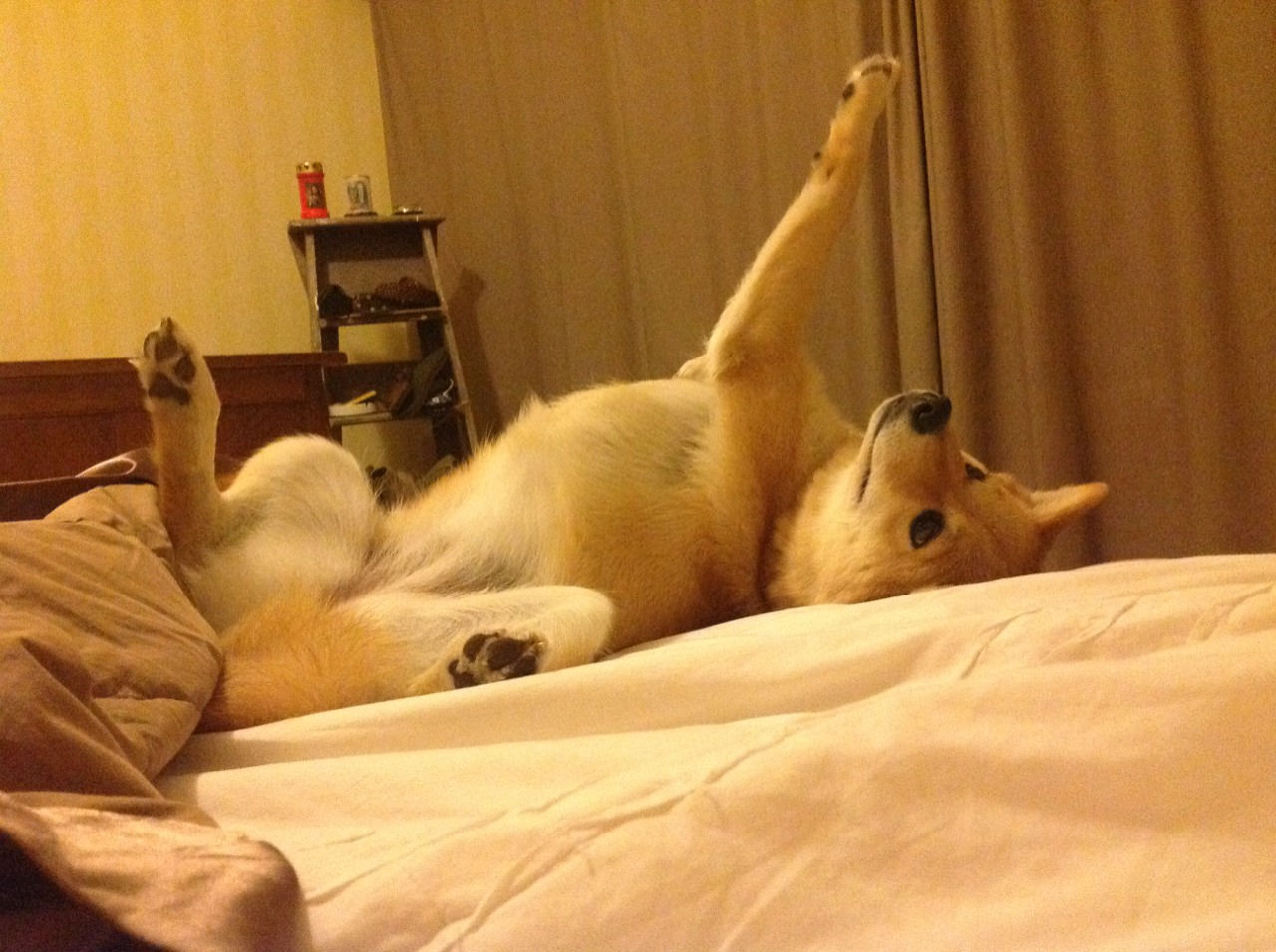 LEYU乐鱼体育官方网站-新西兰橄榄球面临国际化竞争，如何保持领先？，新西兰橄榄球面临国际化竞争,如何保持领先状态