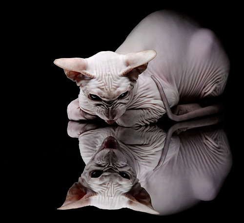 曼城公布社区盾对手名单,曼城专区