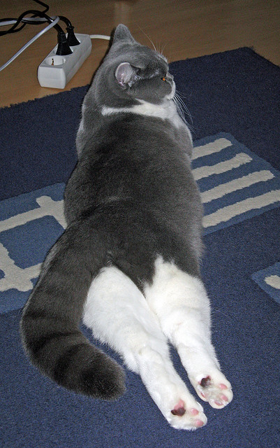 篮网加强球员沟通提升场上协同,篮网队内训练