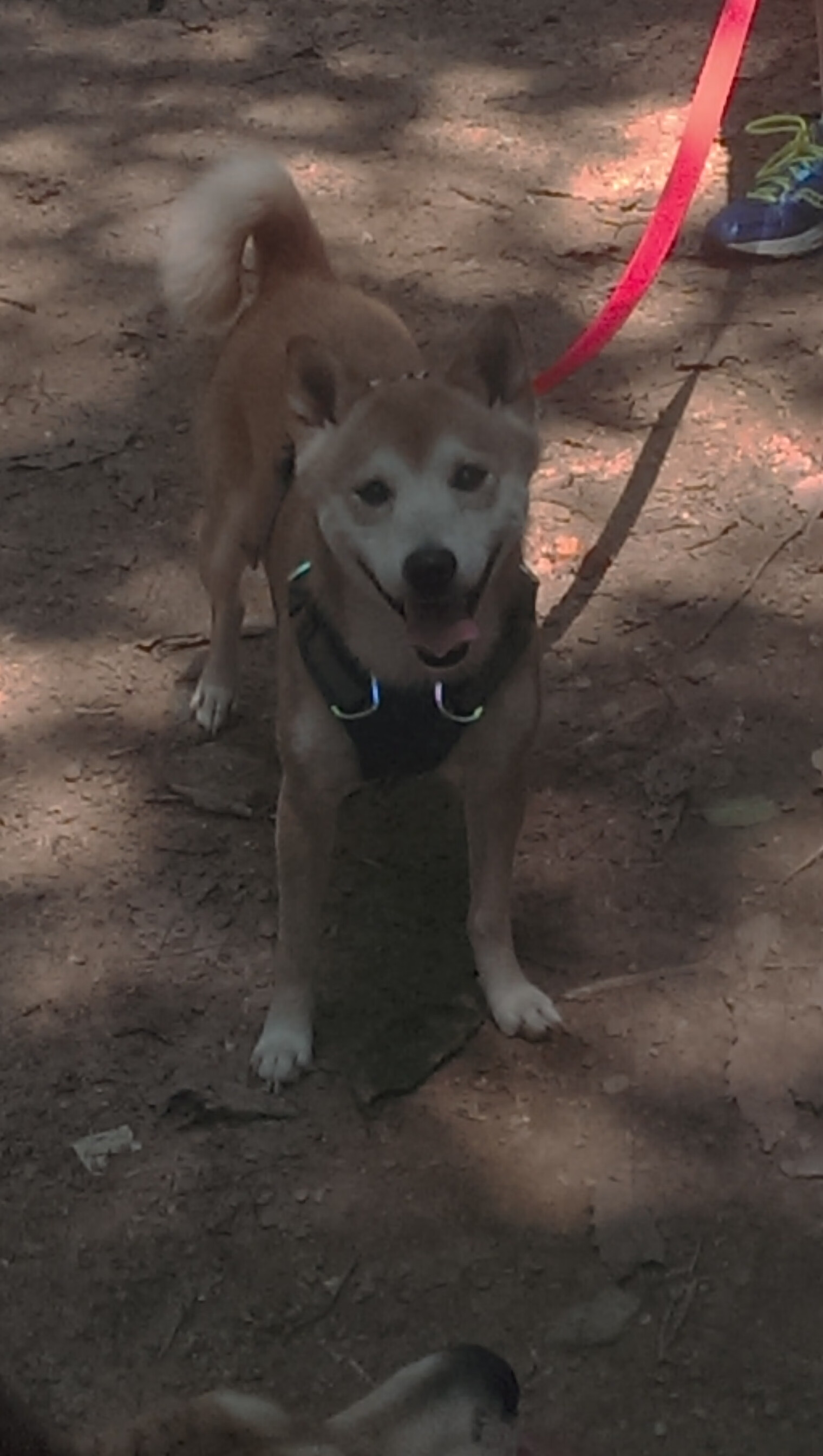 职业联赛引入电子战术板提高临场部署效率,篮球电子战术板app