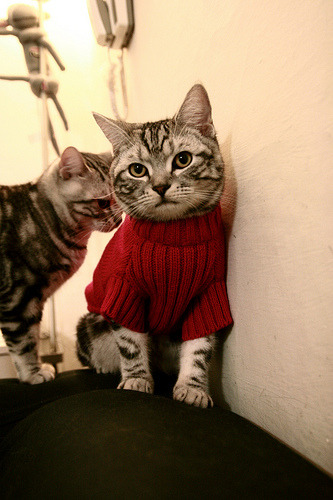 萨默·麦金托什展现强大心理素质,麦金托什是谁