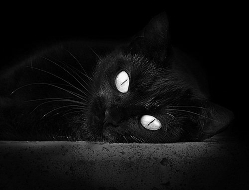 乐鱼电竞在线平台-跳水配合默契摩纳哥表现出彩，摩洛哥跳水