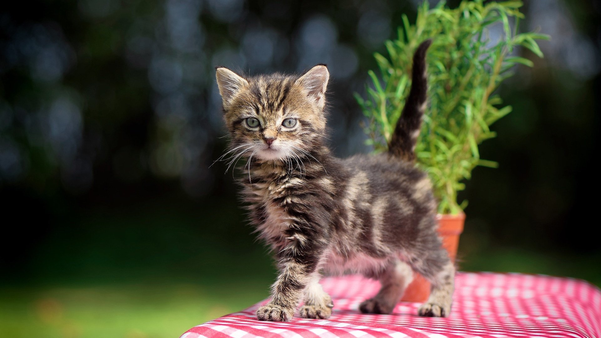 中国篮球教练是否拥有自主知识产权内容平台，中国打篮球的教练